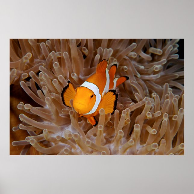 Affiche Poisson-clown - Molokai, falaise de la côte nord (Devant)