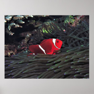 Affiche Poisson-clown Spinycheek