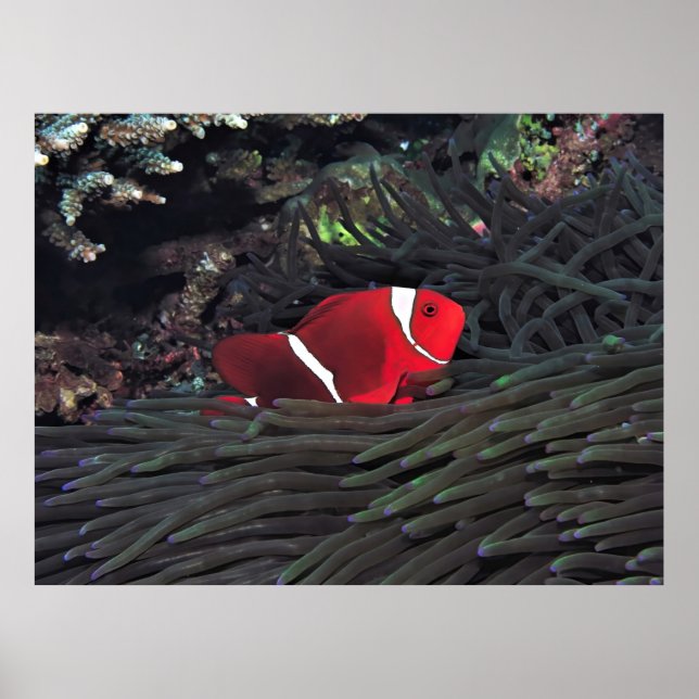 Affiche Poisson-clown Spinycheek (Devant)