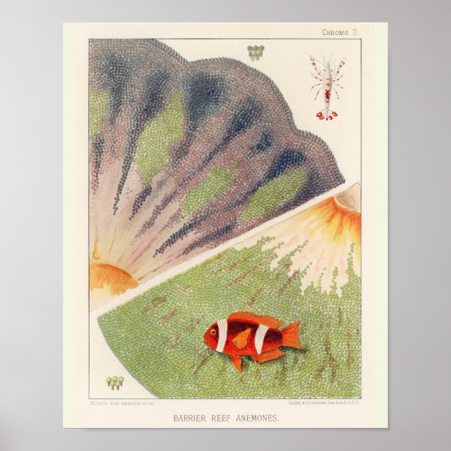 Affiche Poisson clown vintage Great Barrier Reef Poissons  (Devant)