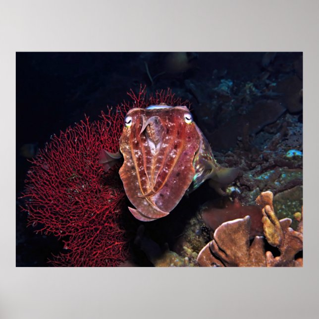 Affiche Poisson-cou dans les Gilis (Devant)