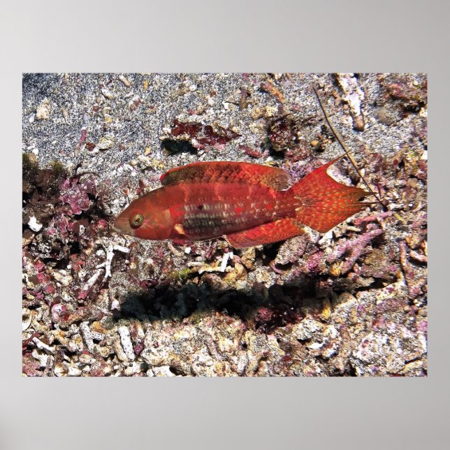 Affiche Poisson Crimson (Devant)