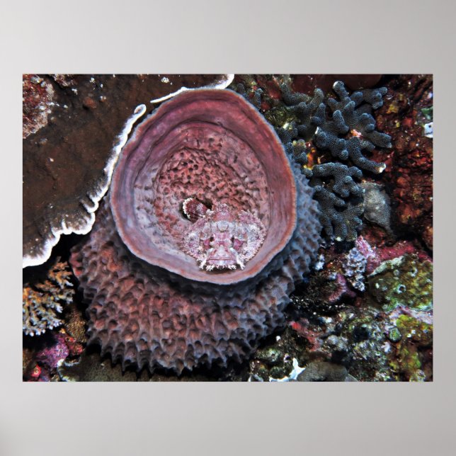 Affiche Poisson dans un baril (Devant)