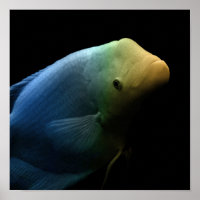 Poisson dans un réservoir - Photographie d'art