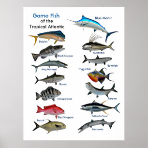 Affiche Poisson de jeu de l'affiche de l'Atlantique tropic