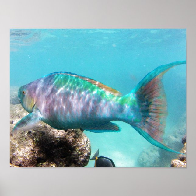 Affiche Poisson de perroquet de la baie de Hanauma Hawaii (Devant)