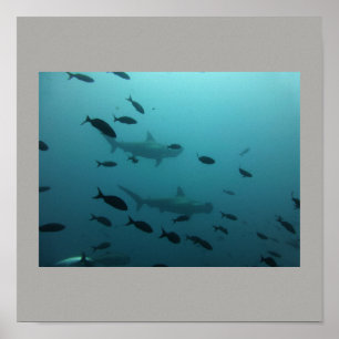 Affiche Poisson de requin à marteau nager gris gris gris g