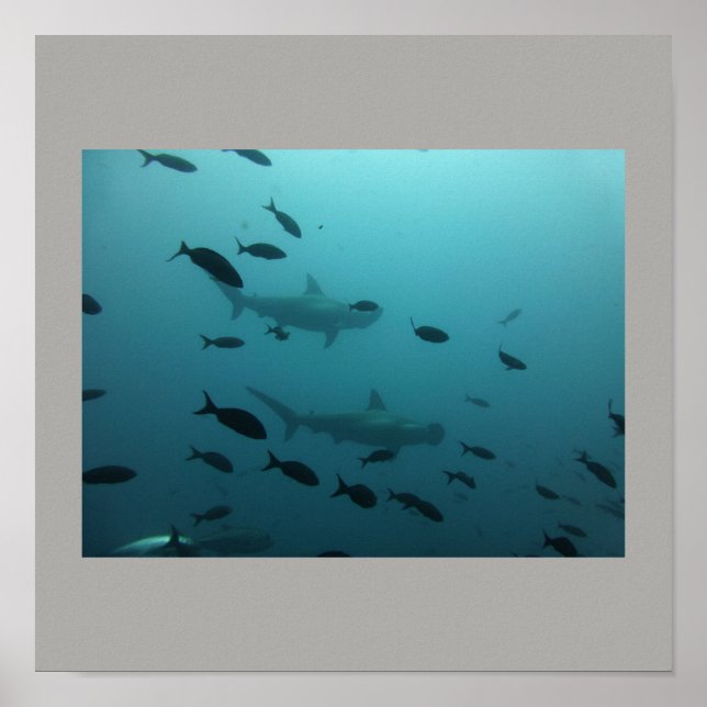 Affiche Poisson de requin à marteau nager gris gris gris g (Devant)