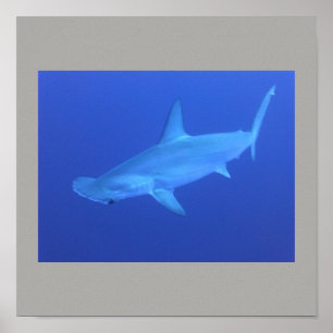 Affiche Poisson de requin à marteau nager gris gris gris g