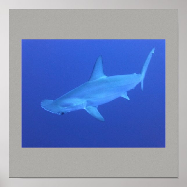 Affiche Poisson de requin à marteau nager gris gris gris g (Devant)