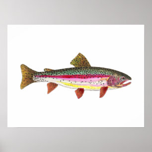Affiche Poisson de truite arc-en-ciel