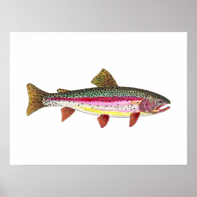Affiche Poisson de truite arc-en-ciel (Devant)