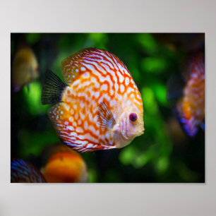 Affiche Poisson Discus