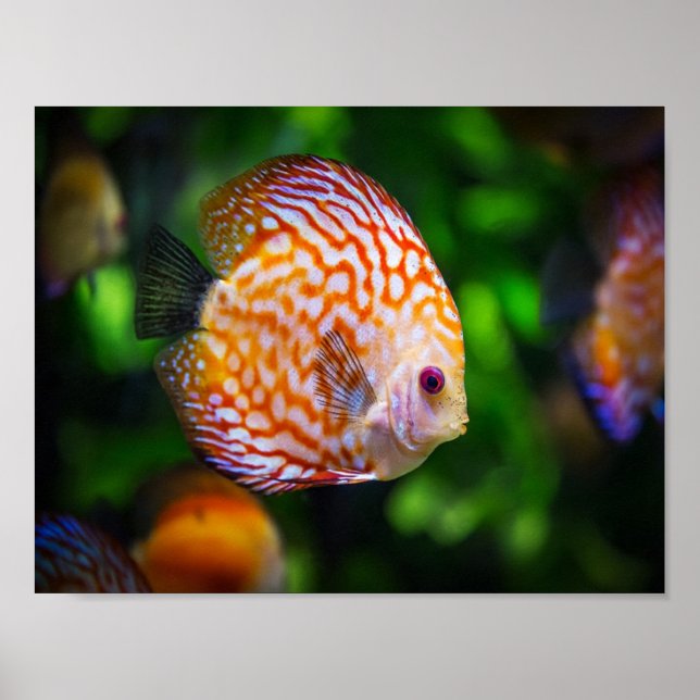 Affiche Poisson Discus (Devant)