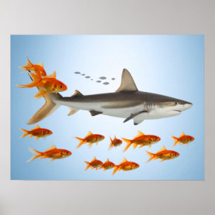 Affiche Poisson Doré et Requin
