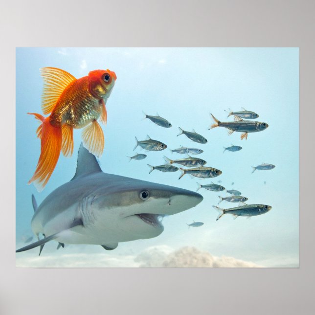 Affiche Poisson Doré et Requin (Devant)