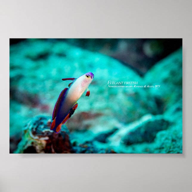 Affiche Poisson-éléphant élégant (Devant)