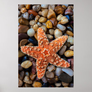 Affiche Poisson-étoile sur rochers