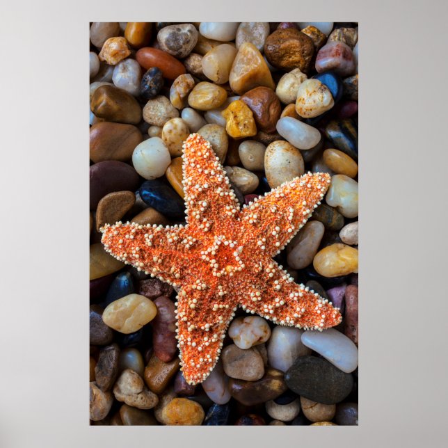 Affiche Poisson-étoile sur rochers (Devant)