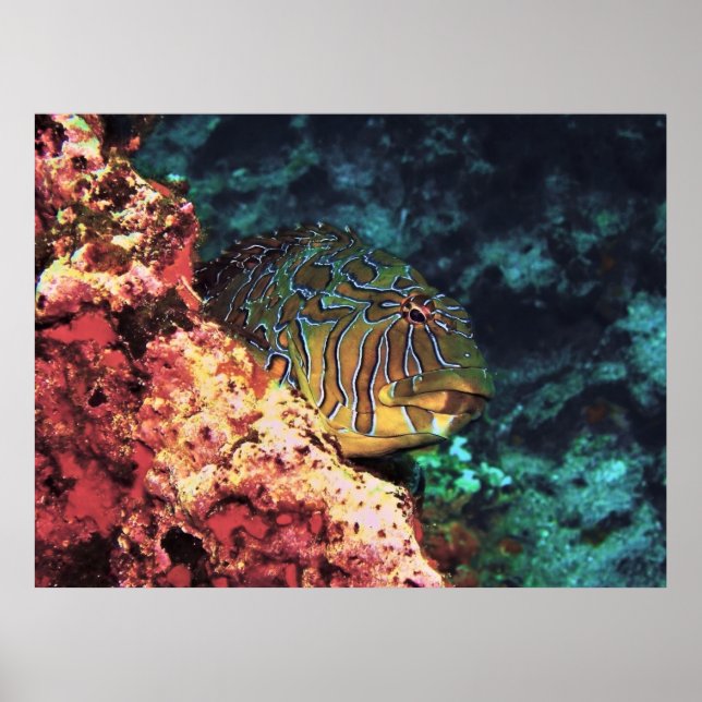 Affiche Poisson-faucon géant des Galapagos (Devant)