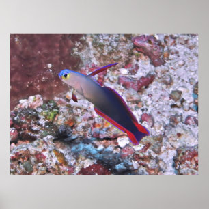 Affiche Poisson foncé décoré