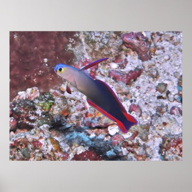 Affiche Poisson foncé décoré (Devant)