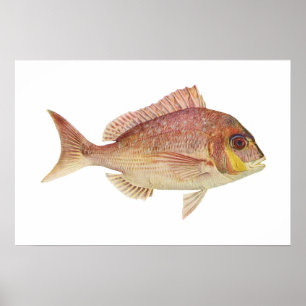 Affiche Poisson - Frame rouge - Chryosophrys guttuatus