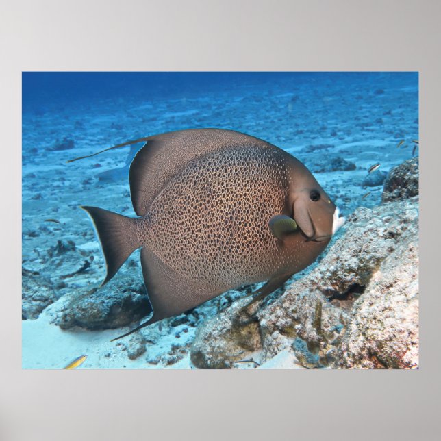Affiche Poisson gris (Devant)