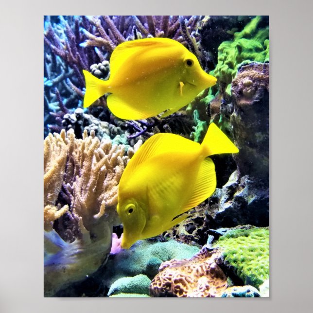 Affiche Poisson Hawaïen jaune Tang (Devant)