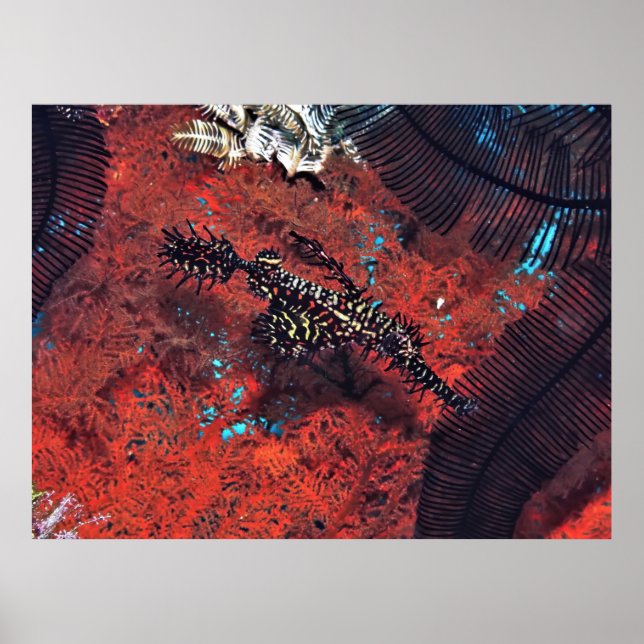 Affiche Poisson-hôte orné (Devant)