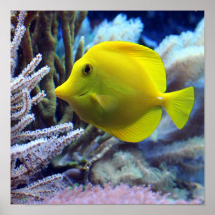 Affiche Poisson jaune