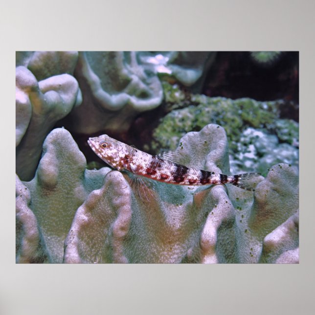 Affiche Poisson-lézard équilibré (Devant)