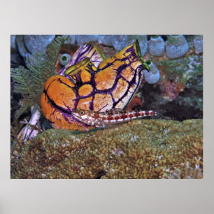 Affiche Poisson Lézard et tunicier