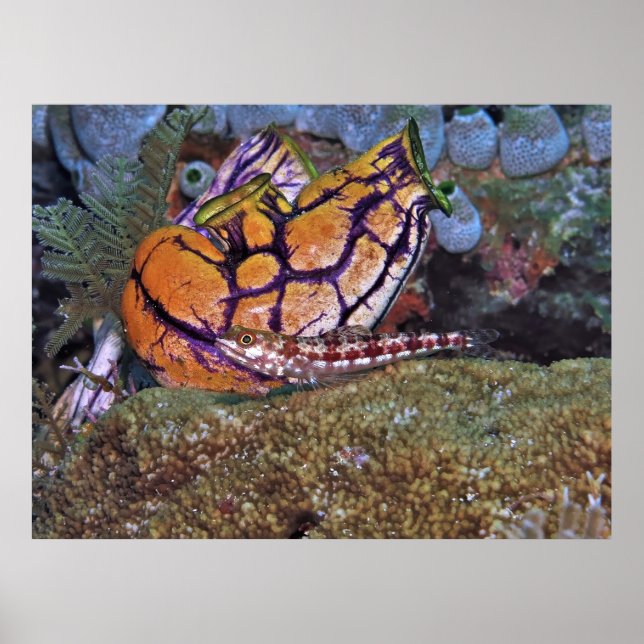 Affiche Poisson Lézard et tunicier (Devant)