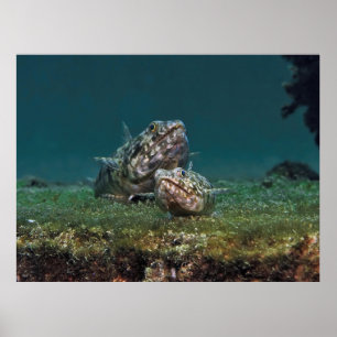 Affiche Poisson-Lézard, grand et petit