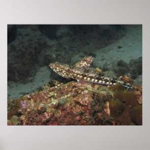 Affiche Poisson-lézard X