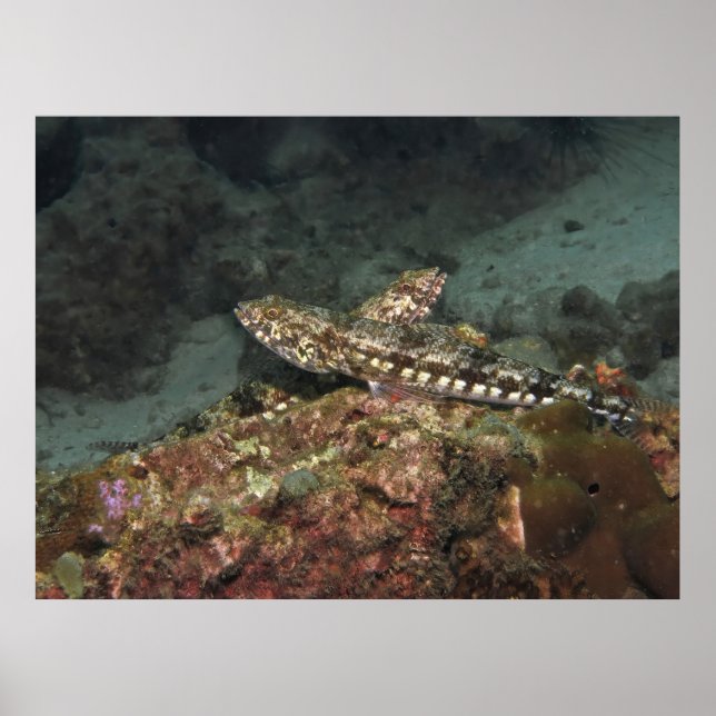 Affiche Poisson-lézard X (Devant)