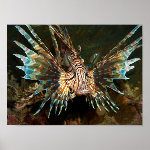 Affiche Poisson-lion de près ! Photo très rapprochée et in