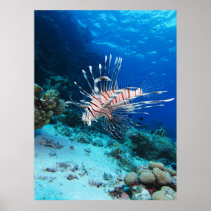Affiche Poisson lion ou Pterois Miles, Poisson de récif oc