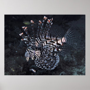 Affiche Poisson-lionne du triangle corallien