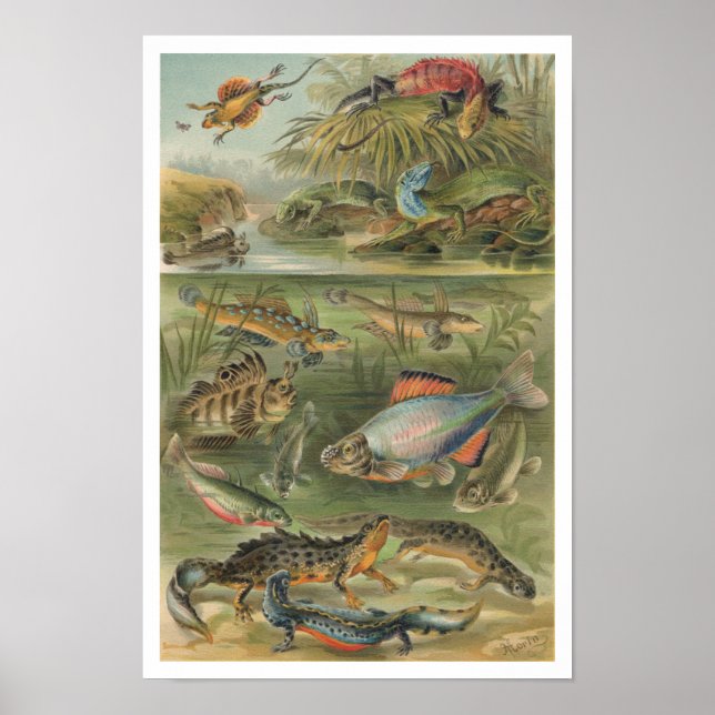 Affiche Poisson Lizard de Reptiles vintages (Devant)