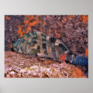 Affiche Poisson-mouche géant