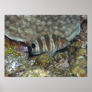 Affiche Poisson-mouche tacheté