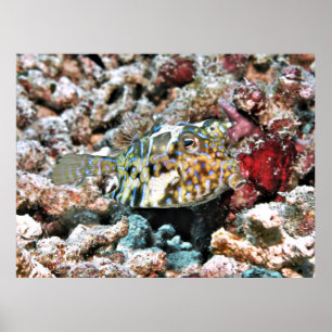Affiche Poisson-neiges
