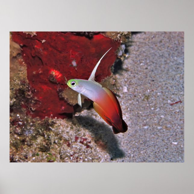 Affiche Poisson noir (Devant)