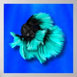 Affiche Poisson noir et Turquoise Betta