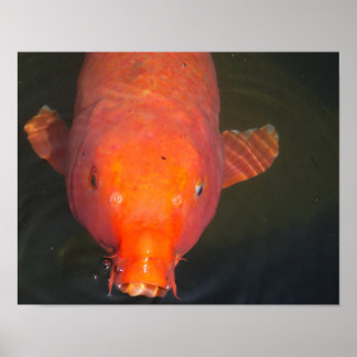 Affiche Poisson orange Koi