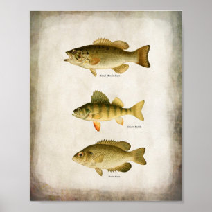 Affiche Poisson panfish Perche basse et walleye Wall Art
