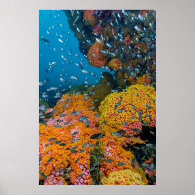 Affiche Poisson Parmi La Barrière De Corail (Devant)