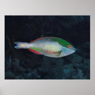 Affiche Poisson-perche à bandes rouges